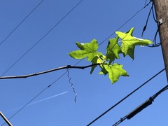 Liquidambar styraciflua