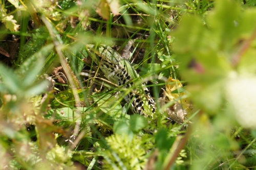 Balkan Wall Lizard