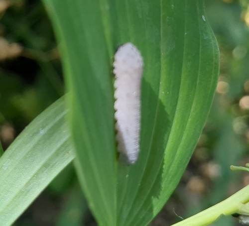 Solomon's-seal sawfly