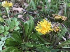 Tettigonia orientalis