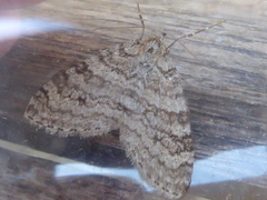 Trichopteryx carpinata