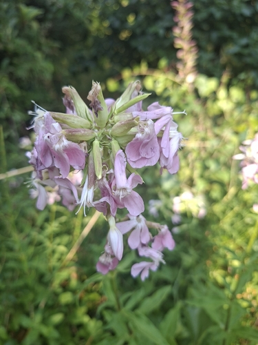 common soapwort