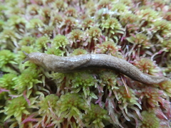 Prophysaon vanattae