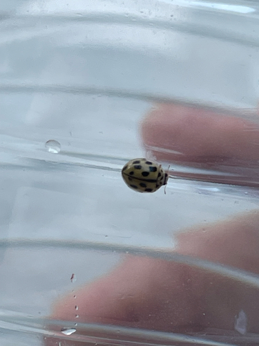 Fourteen-spotted Lady Beetle