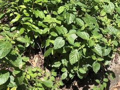 Lantana