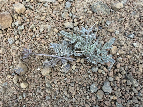 Lomatium watsonii, 2026-06-22