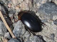 Hydaticus aruspex