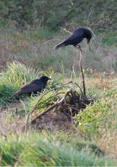 Corvus corone