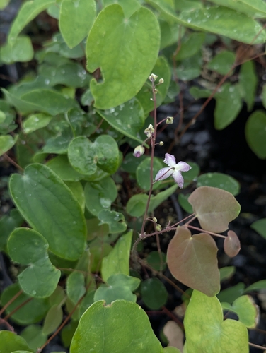 Epimedium × youngianum iNat (2)