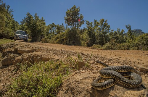Green Whip Snake