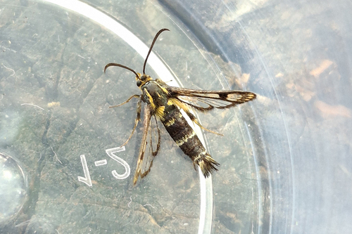 cypress spurge clearwing