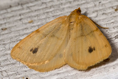 Macaria ribearia