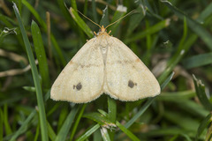 Macaria ribearia