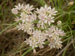 Allium drummondii, photograph (c) Turner Brockman, some rights reserved (CC BY-SA)