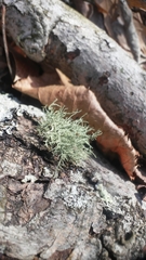 Usnea mutabilis