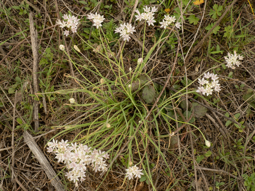 Allium drummondii, photograph 2
