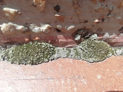 Thuidium peruvianum