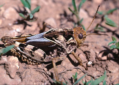 Prionotropis azami