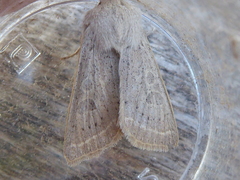 Orthosia gracilis
