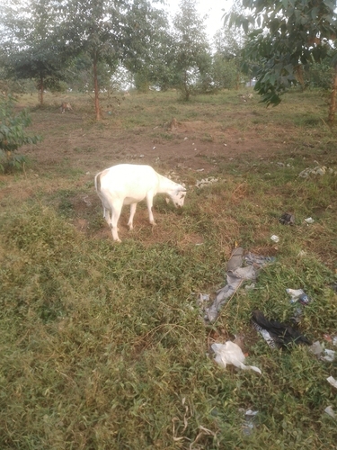 Domestic Goat
