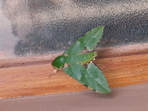 Verdant Hawkmoth