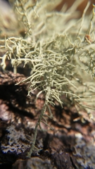 Usnea mutabilis