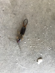 Forficula auricularia