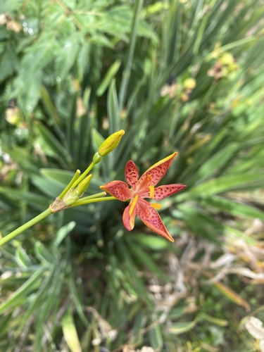 Blackberry Lily