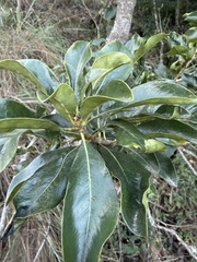 Pittosporum viridiflorum, photograph (c) Ronald Olivier, some rights reserved (CC BY)