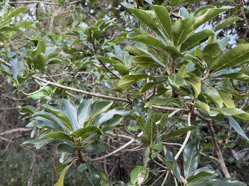 Pittosporum viridiflorum, photograph 5