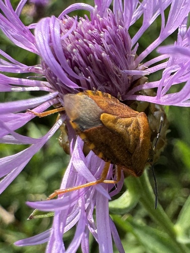 Black-shouldered Shieldbug