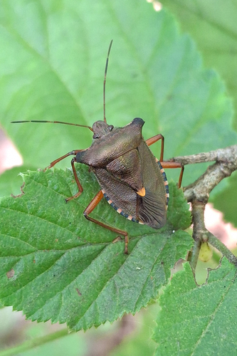 Forest Bug