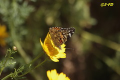 Vanessa cardui