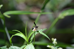 Isodontia exornata