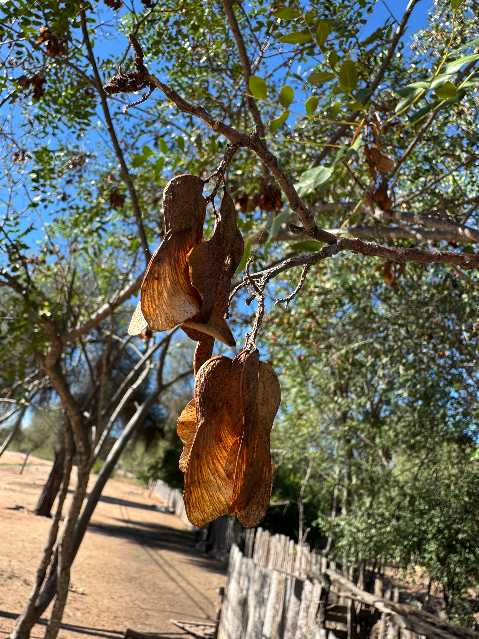 Imagem de Amendoim-bravo