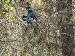 Cyanocorax melanocyaneus