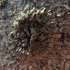 Phaeophyscia decolor