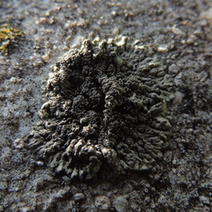 Phaeophyscia decolor