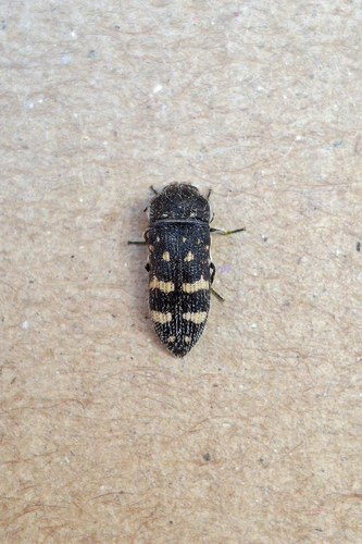 Acmaeoderella flavofasciata