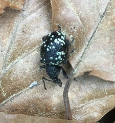 Otiorhynchus gemmatus