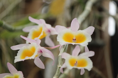 Dendrobium polyanthum