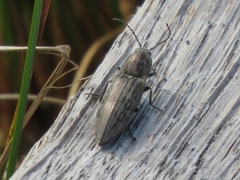 Actenicerus siaelandicus