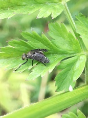 Platystoma