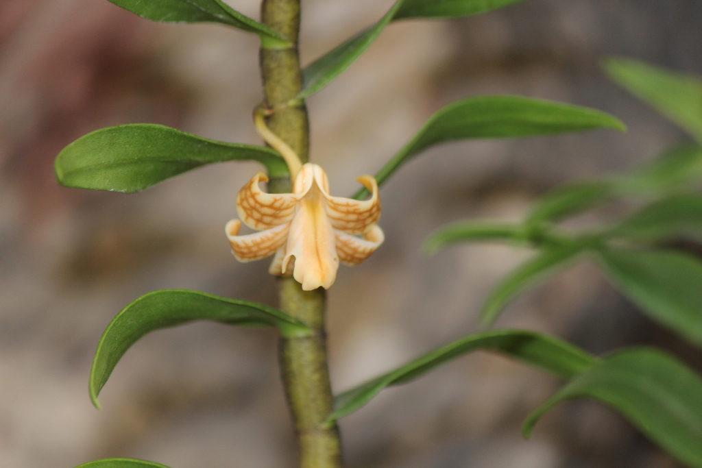 Dendrobium nemorale L.O.Williams