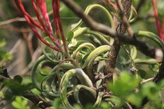 Tillandsia caput-medusae