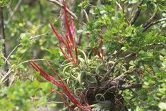 Tillandsia caput-medusae