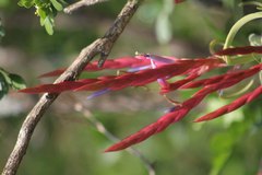 Tillandsia caput-medusae