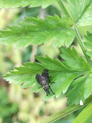Platystoma
