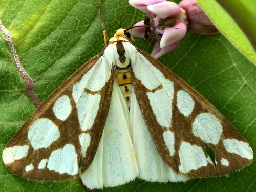 Reversed Haploa Moth photo 4