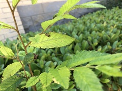 Diabrotica undecimpunctata